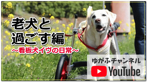 老犬と 過ごす編